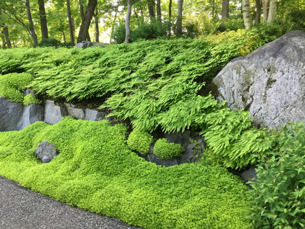 ground cover and shade plantings web design and development westchester new york